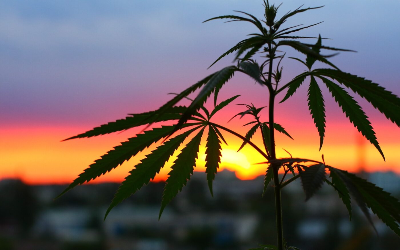 producteur cbd