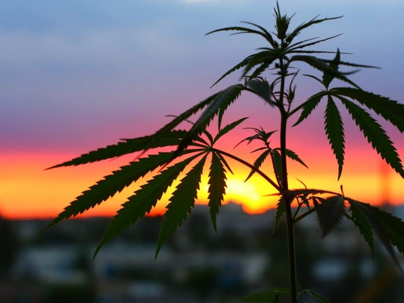 producteur cbd
