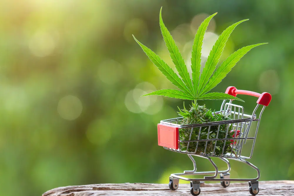 achat de cbd en France